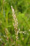 Pseudarrhenatherum longifolium
