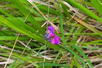 Lathyrus linifolius