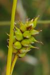 Carex hostiana
