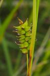 Carex hostiana