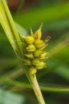 Carex hostiana