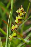 Carex panicea