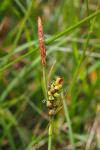 Carex panicea