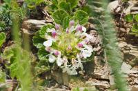 Teucrium pyrenaicum