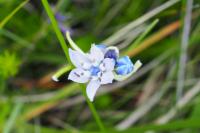 Tractema umbellata