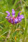 Prunella hastifolia