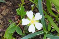 Potentilla montana