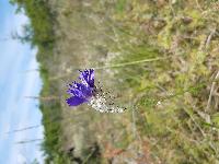 Catananche caerulea