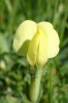 Lotus maritimus