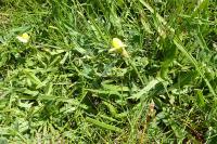 Lotus maritimus
