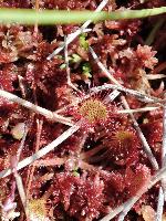 Drosera rotundifolia