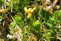 Viola biflora