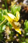 Viola biflora