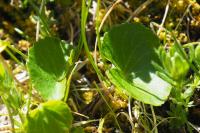 Viola biflora