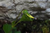 Viola biflora