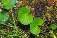 Viola biflora