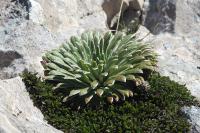 Saxifraga longifolia