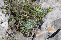 Saxifraga longifolia