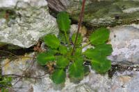 Saxifraga hirsuta