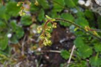 Saxifraga hirsuta