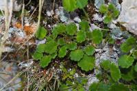 Saxifraga hirsuta