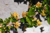 Ribes alpinum