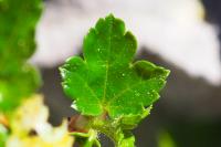 Ribes alpinum