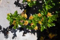 Ribes alpinum