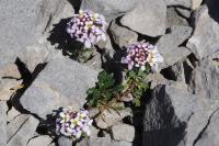 Iberis carnosa