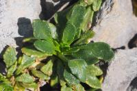 Iberis carnosa