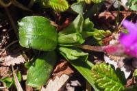 Primula integrifolia