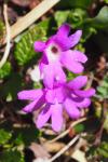 Primula integrifolia