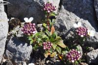 Iberis carnosa