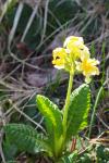 Primula intricata