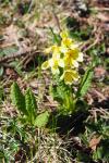 Primula intricata