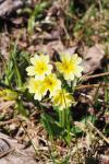 Primula intricata