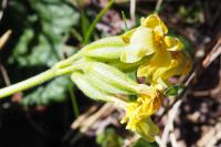 Primula intricata