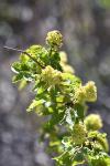 Sambucus racemosa