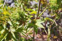Sambucus racemosa