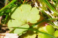 Saxifraga granulata