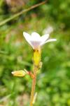 Saxifraga granulata