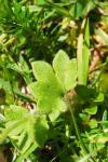 Saxifraga granulata