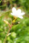 Saxifraga granulata