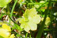 Saxifraga granulata