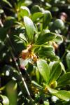 Arctostaphylos uva-ursi