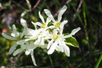 Amelanchier ovalis