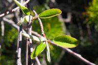 Amelanchier ovalis