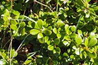 Arctostaphylos uva-ursi