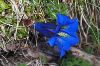 Gentiana acaulis
