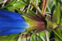Gentiana acaulis